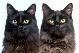 D_25_09_10_Ernaehrung_der_alten_Katze_Titelbild_300x200.png