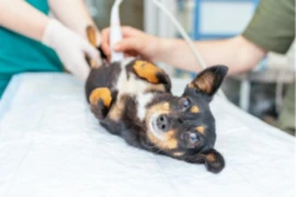 E_26_07_07_Tiny paws, big decisions_anaesthesia of the C-section_300x200.png