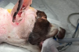 E_25_11_18_Decision making in canine ear surgery_300x200.png