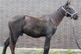 D_26_10_22_Das_Pferd_mit_chronischem_Gewichtsverlust_Titelbild_300x200.jpg