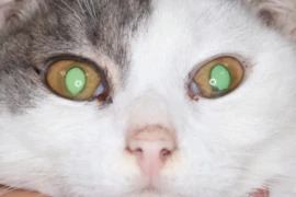 newpic_300x200.png
