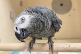 Vogelkardiologie.jpg