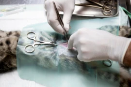 WSAVA_300x200.png