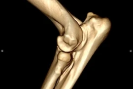 D_26_05_28_CT_Diagnostik_in_der_Kleintierorthopaedie_300x200.jpg