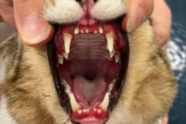 E_26_01_08_I’ll Take Common Conditions for the win!_300x200.png