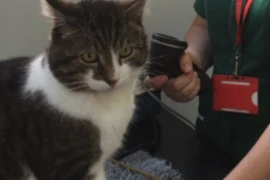 E_26_05_06_An Update on Chronic Kidney Disease in Small Animals- What’s New and What’s Next_300x200.png