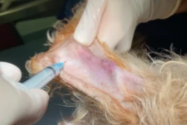 E_2026_02_19_Immune-mediated Polyarthritis - When to suspect, what to rule out and what to treat with_300x200-2.png