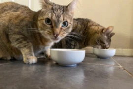 E_25_12_03_Feline Hyperthyroidism- Things to Know and Use on a Daily Basis_300x200.png