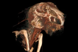 D_26_09_15_Zahnchirurgie beim Kaninchen_300x200.png