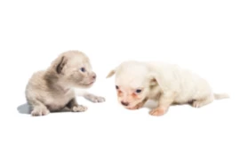 E_25_05_20_Neonatal Puppies & Kittens- Thriving or Just Surviving?_300x200.png