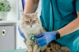 E_25_11_06_It's more than a score- The Happy Catty Pain Pie_300x200.png