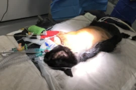 E_25_12_09_Nursing care of the airway and surgical respiratory patient_300x200.png