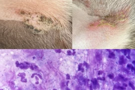 D_25_10_25_Pyodermie_2-0_Deine_moderne_Dermatologie_mit_Masterplan_Titelbild_300x200.png
