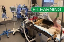 Sweet Dreams Image - elearning.jpg